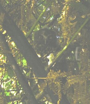 Owl in Taranaki, New Zealand