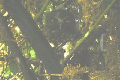 Owl in Taranaki, New Zealand