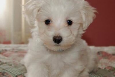 The Cuteness Meter Has Been Broken
