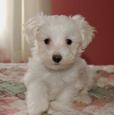 The Cuteness Meter Has Been Broken