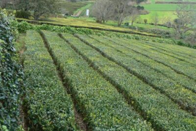 Tea growing at Cha Gorreana, a tea manufacturer in the Azores.