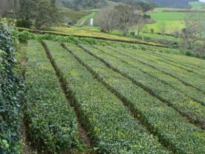 Tea growing at Cha Gorreana, a tea manufacturer in the Azores.