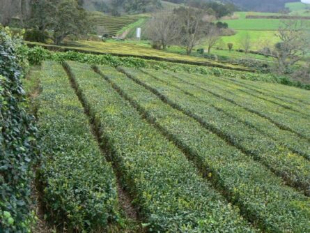 Tea growing at Cha Gorreana, a tea manufacturer in the Azores.