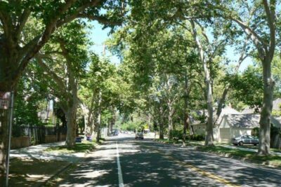 The leafy streets of Sacramento California.