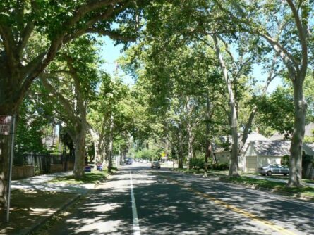 The leafy streets of Sacramento California.
