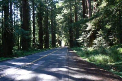 Driving to Mendocino through the Redwoods on CA 128.
