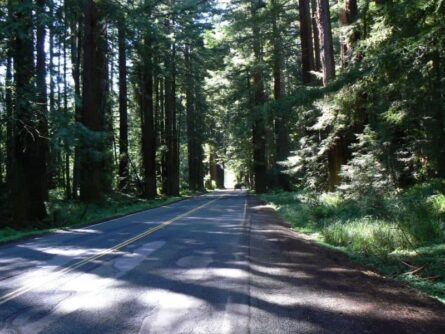 Driving to Mendocino through the Redwoods on CA 128.