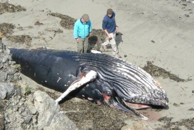 Dead baby whale.