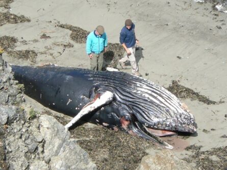 Dead baby whale.
