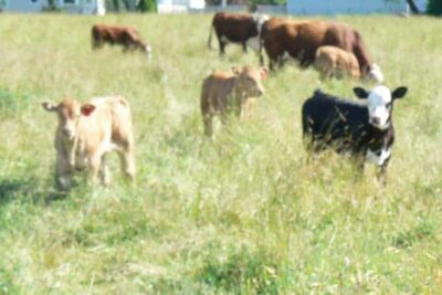 “Look at that Ass…Now That’s a Good Looking Cow!”