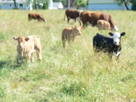 “Look at that Ass…Now That’s a Good Looking Cow!”