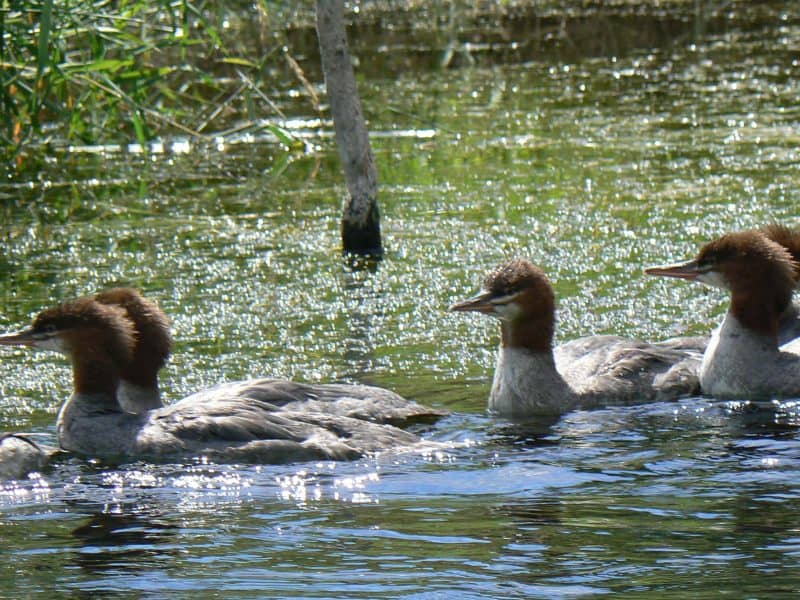 Ducks on the Little Spokane River.