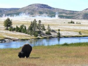 Scoping Wolves with the Wolfman of Yellowstone