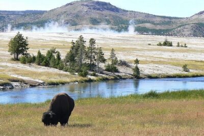 Scoping Wolves with the Wolfman of Yellowstone