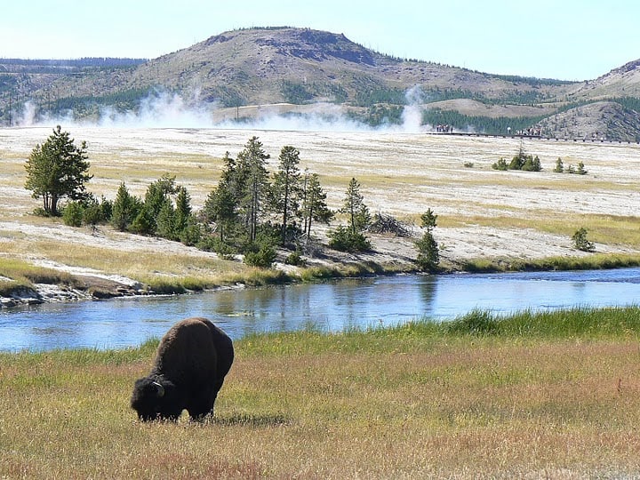 large bison1