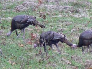 Wild Turkeys at Great Southern Wildlife Plantation, Union Springs AL