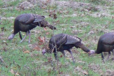 Wild Turkeys at Great Southern Wildlife Plantation, Union Springs AL
