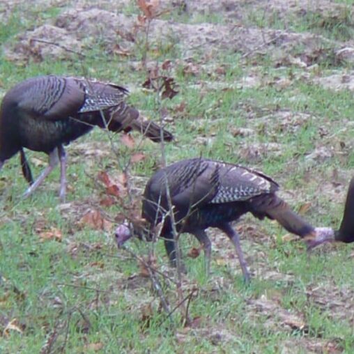 Wild Turkeys at Great Southern Wildlife Plantation, Union Springs AL