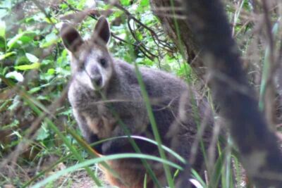 A swamp wallaby on the Great Ocean Walk.