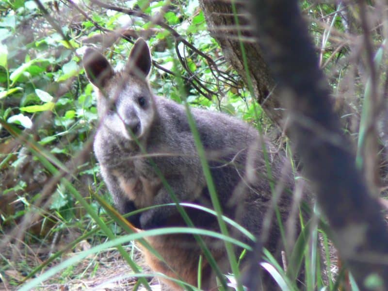 A swamp wallaby on the Great Ocean Walk.