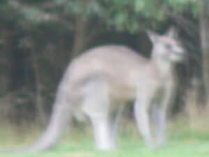 Dinner with an International Group and Sharing Stories of Travel