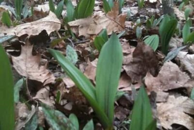 Wild ramps in an undisclosed location in Franklin county.