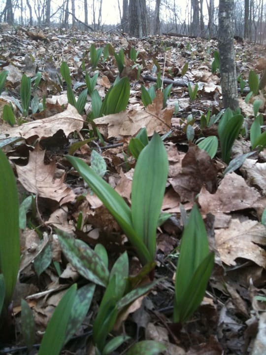 Wild ramps in an undisclosed location in Franklin county.