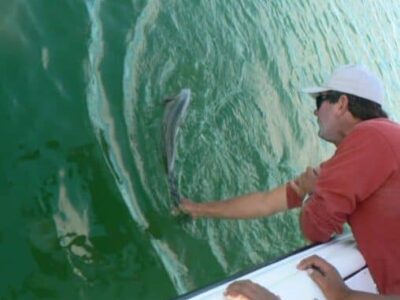 Ben Garfield of Go Fish Charters, S. Portland, Maine, nets a striper.