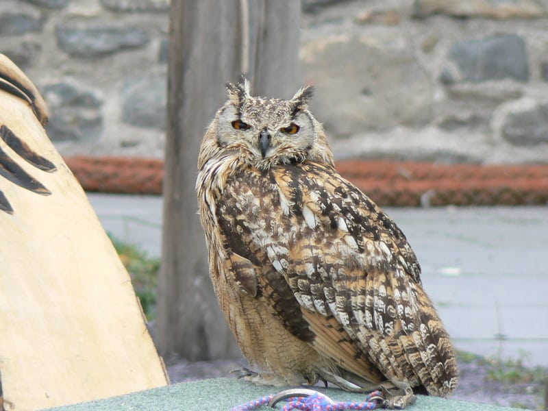 This owl was on the waterfront next to men who had hawks on their arms.
