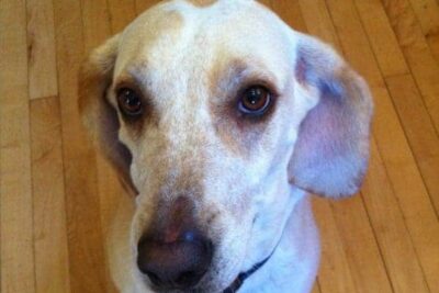 Polly, our dog.
