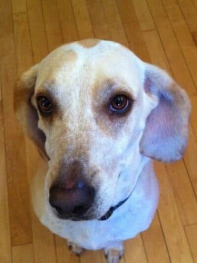 Polly, our dog.