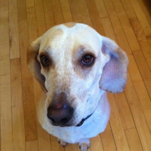 Polly, our dog.
