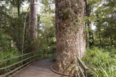 Mangangina Kauri forest outside of Paihia, New Zealand.