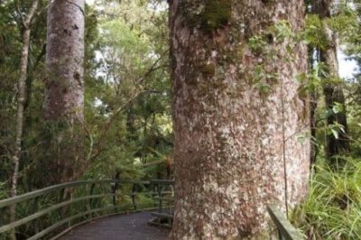 Mangangina Kauri forest outside of Paihia, New Zealand.
