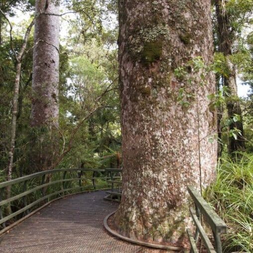 Mangangina Kauri forest outside of Paihia, New Zealand.