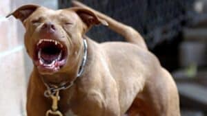 Pitbulls Get a Bad Rap…or Do They?
