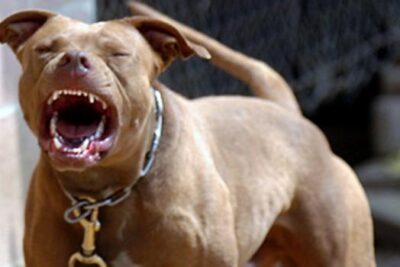 pit-bull1_0