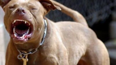 pit-bull1_0