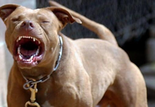 pit-bull1_0