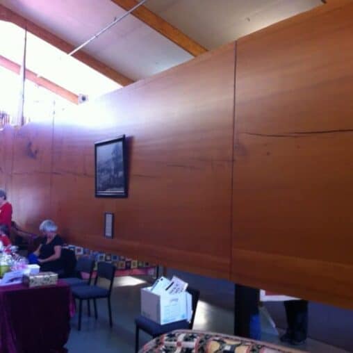 A massive Kauri tree slab at the Kauri Museum in Northland, New Zealand.