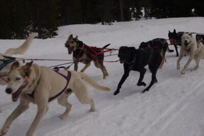 Alaskan sled dogs running near Mt Bachelor, Oregon.
