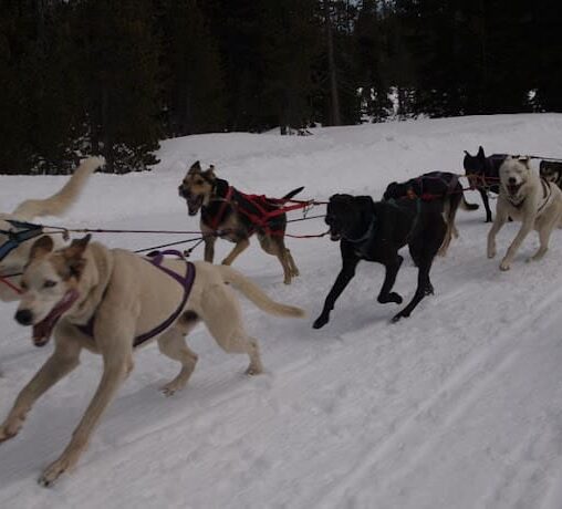 Alaskan sled dogs running near Mt Bachelor, Oregon.