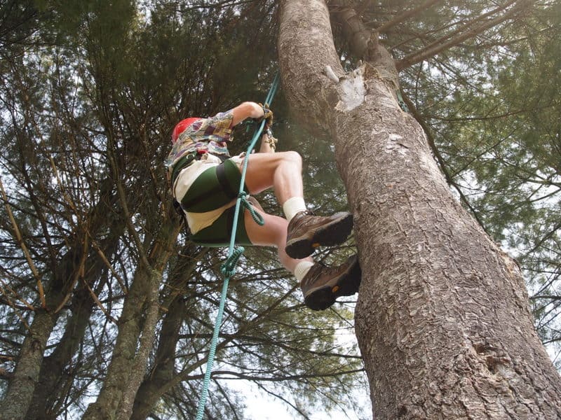 Twin Pines Recreational Tree Climbing Center in Danville, VT.