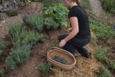 Picking lavender at the Tangled Garden in Grand Pre NS