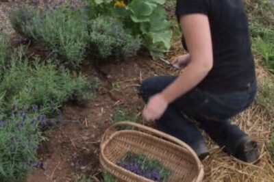Picking lavender at the Tangled Garden in Grand Pre NS