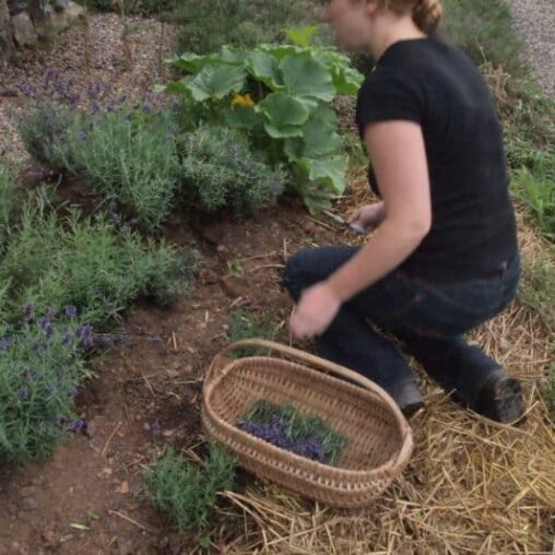 Picking lavender at the Tangled Garden in Grand Pre NS