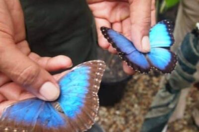 Chaa Creek Resort has their own butterfly farm where they breed blue morpho butterflies.