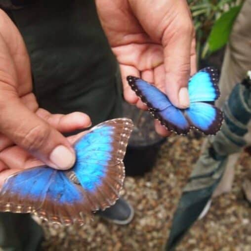 Chaa Creek Resort has their own butterfly farm where they breed blue morpho butterflies.