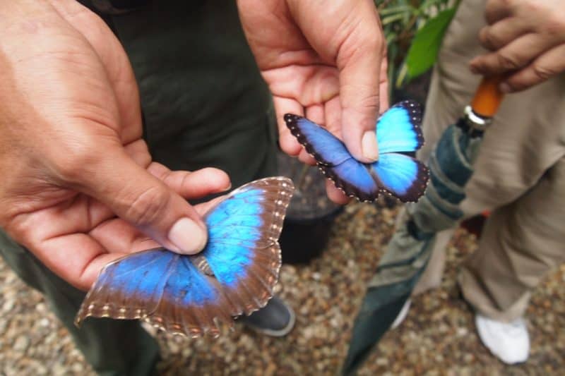 Chaa Creek Resort has their own butterfly farm where they breed blue morpho butterflies.
