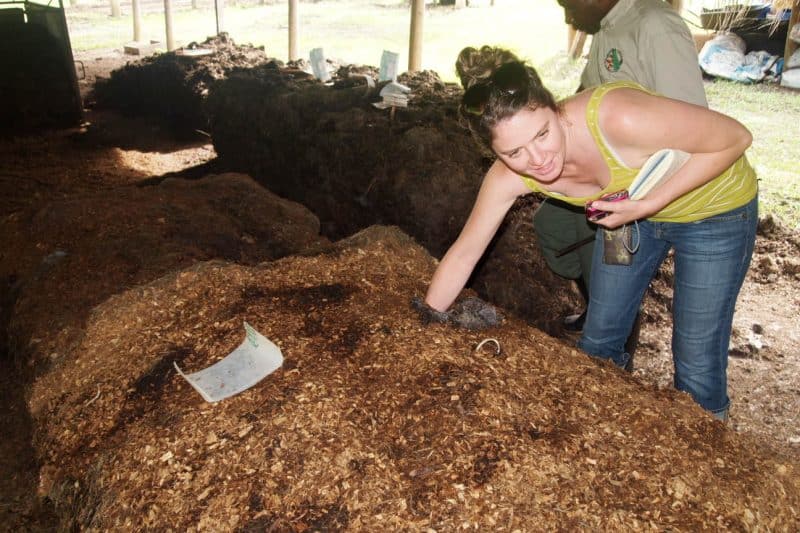 The compost pile at the Mayan Farm at Chaa Creek Resort.